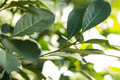 Avocadoblaetter im Gegenlicht am Baum