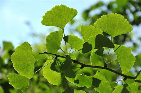 Faecherfoermige Ginkgoblaetter an einem Zweig