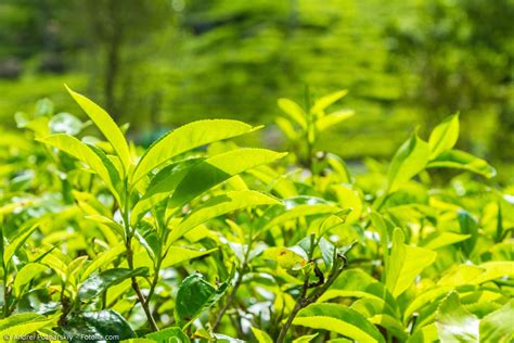 Junge Teeblaetter auf einer Teeplantage