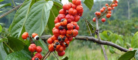 Rote Guarana-Fruechte an der Kletterpflanze
