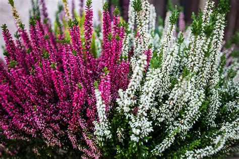 Bluehendes Heidekraut in Rosa und Weiss