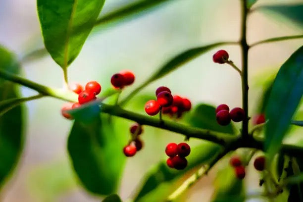 Rote Beeren am Zweig einer Mate-Pflanze