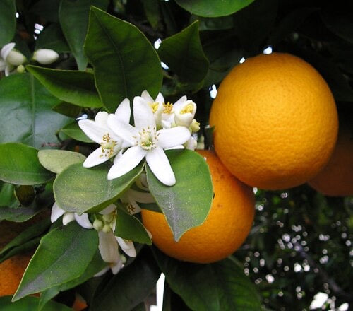 Das Aroma sitzt nicht im Saft, sondern in der Schale: winzige Öldrüsen, die aufplatzen, sobald man eine Orange schält. Genau von dort stammt das natürliche Orangenaroma des BEST BODY TEA.