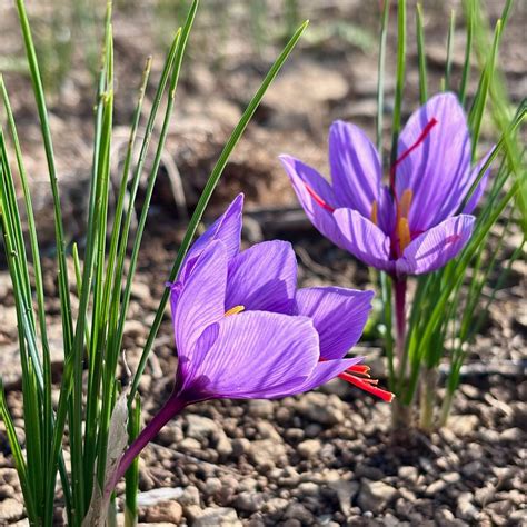 Bluehender Safrankrokus mit roten Narben