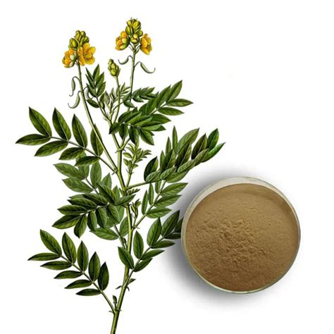 Sennapflanze mit gelben Blueten