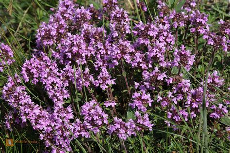 Bluehender Thymian mit violetten Bluetenn